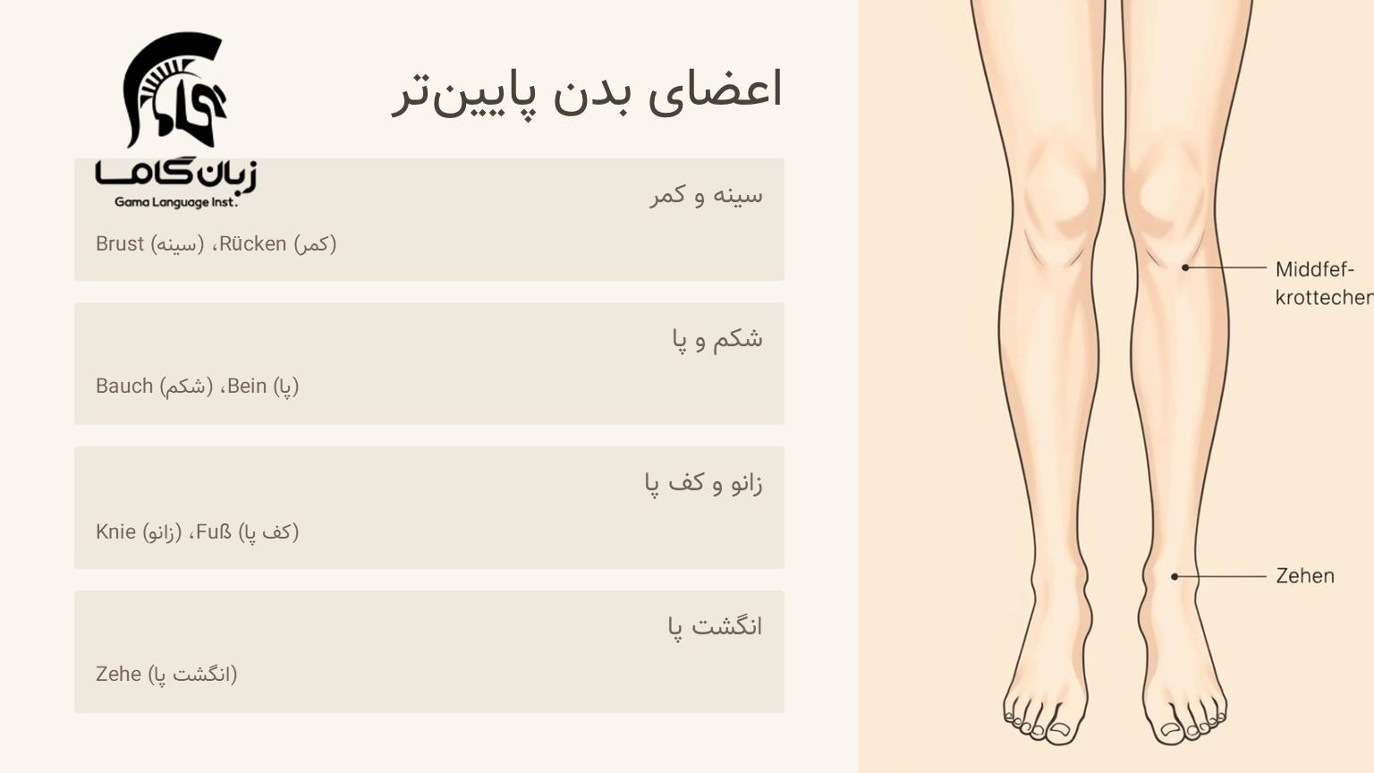 اعضای بدن پا و انگشتان پا به آلمانی