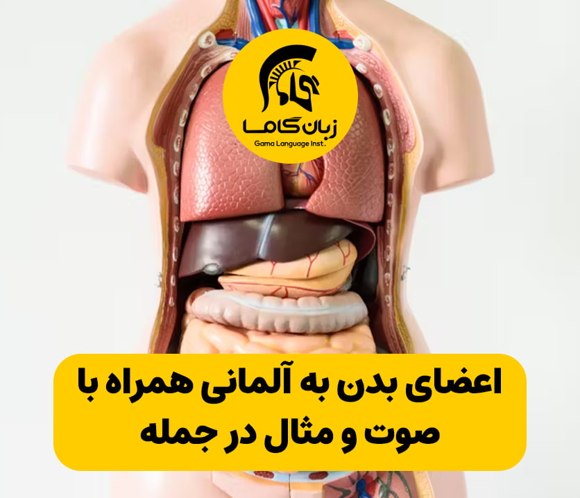 آموزشگاه زبان در شیراز