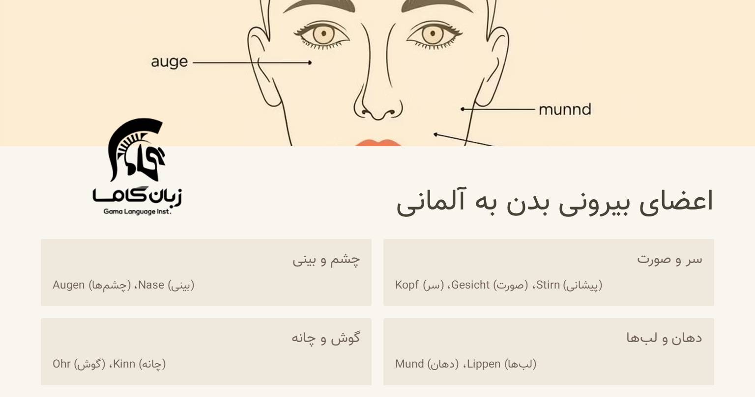 اعضای صورت به آلمانی