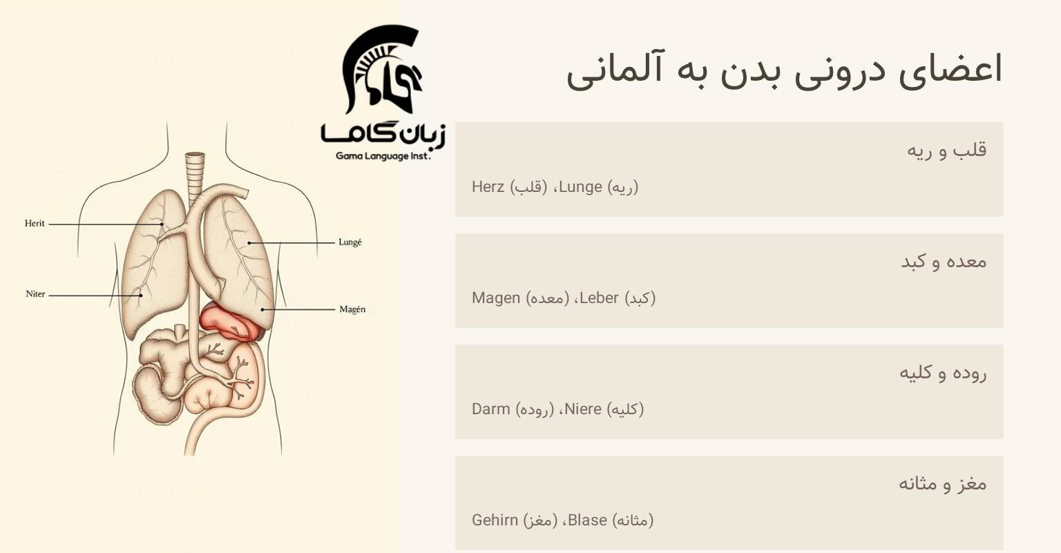 اعضای داخلی بدن به آلمانی