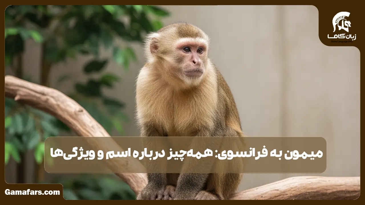 آموزشگاه زبان در شیراز