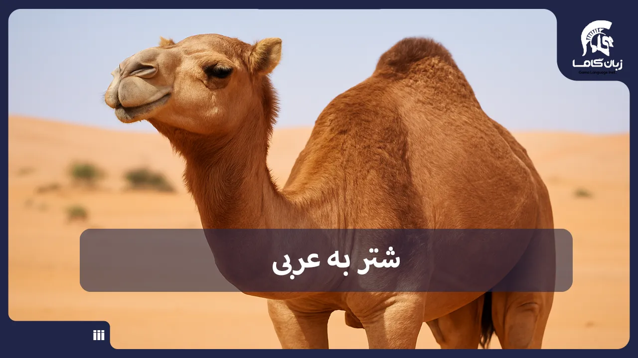 آموزشگاه زبان در شیراز