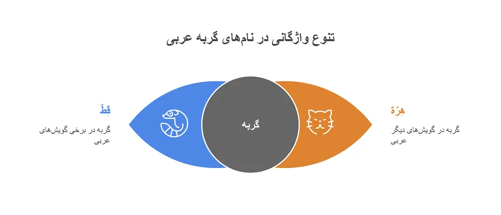 گربه به عربی: واژگان و اصطلاحات مهم 1 گربه به عربی